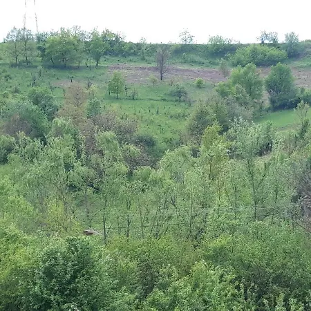 Colt De Rai - De Inchiriat